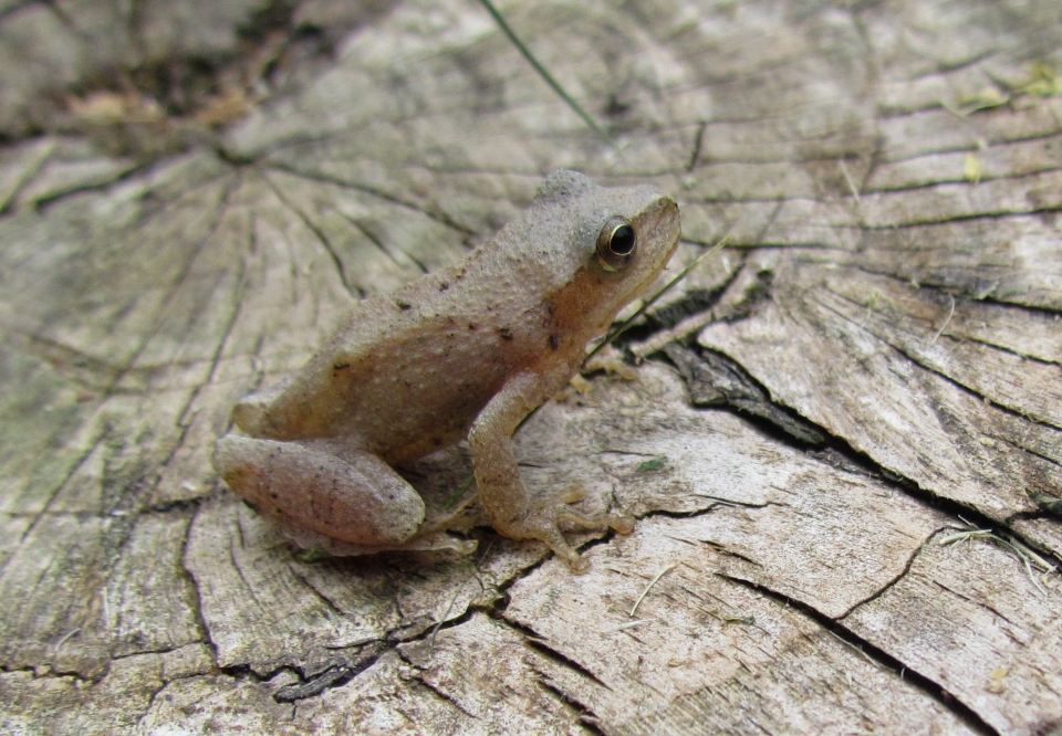 Spring Peeper